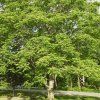 Ořešák japonský lat. Juglans ailantifolia  Ořešák s velmi chutnými plody a s vysokou mrazuvzdorností