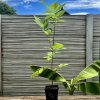 Ořešák japonský lat. Juglans ailantifolia 40-60Cm  Ořešák s velmi chutnými plody a s vysokou mrazuvzdorností