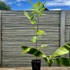 Ořešák japonský lat. Juglans ailantifolia  Ořešák s velmi chutnými plody a s vysokou mrazuvzdorností