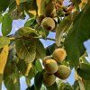Ořešák japonský lat. Juglans ailantifolia  Ořešák s velmi chutnými plody a s vysokou mrazuvzdorností