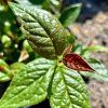 Skalník puchýřnatý lat. Cotoneaster bullatus