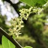 Orixa japonská lat. Orixa japonica  keř s citrusově-kořeněnou vůní listů, mrazuvzdorný do –20 °C