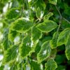 Buk lesní ‘Bicolor Sartini’ lat. Fagus sylvatica  dvoubarevný buk s výrazným olistěním