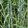 Listoklasec Bissetův lat. Phyllostachys bissetii  hustě rostoucí mrazuvzdorný bambus