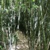 Listoklasec Bissetův lat. Phyllostachys bissetii  hustě rostoucí mrazuvzdorný bambus