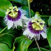 Mučenka jedlá lat. Passiflora edulis  liána s ovocem plným vůní a chutí tropů