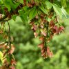 Javor žumenolistý lat. Acer cissifolium  vzácný japonský javor s řetízkovitými souplodími