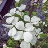 dřín květnatý x japonský ´Stardust´ lat. Cornus x rutgeriensis