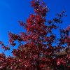 dub šarlatový lat. Quercus coccinea  okrasný strom s jedinečným podzimním zbarvením pro větší zahrady