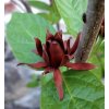 Calycanthus floridus2