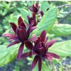 sazaník květnatý lat. Calycanthus floridus syn. jahodový keř