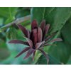 Calycanthus floridus