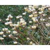 Edgeworthia2