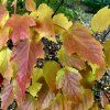 Javor aidzuský lat. Acer tataricum subsp. aidzuense  sběratelský javor s výjimečným podzimním zbarvením
