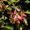 Javor aidzuský lat. Acer tataricum subsp. aidzuense  sběratelský javor s výjimečným podzimním zbarvením