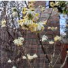 Edgeworthia