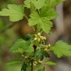 Meruzalka svazčitá lat. Ribes fasciculatum  Východoasijský keř s jedlými plody a časným kvetením