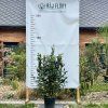 Fejchoa ovocná lat. Feijoa sellowiana syn. Acca  Stálezelený keř s jedlými plody