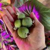 Fejchoa (feijoa, Acca) - plody