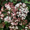Kalina modroplodá lat. Viburnum tinus