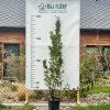 planika obecná lat. Arbutus unedo  stálezelený keř s jedlými červenými plody