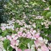dřín japonský ´Pink Tetra´ lat. Cornus kousa  kompaktní růžově kvetoucí dřín do menší zahrady