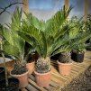 Cykas japonský lat. Cycas revoluta  exotická solitéra do nádob