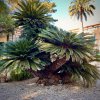 Exotická solitéra Cycas revoluta – symetrická kruhová koruna listů, letitá rostlina v botanické zahradě v Pise