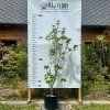 Cornus x Rutgan® 'STELLAR PINK®'  růžově kvetoucí malý okrasný strom