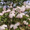 Cornus STELLAR PINK – jemně růžově kvetoucí malý okrasný strom bez plodů, vhodný k terase i do malých zahrad