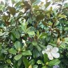 Magnolie velkokvětá 'FRANCOIS TREYVE' lat. Magnolia grandiflora  Habitusem užší stálezelená magnolie
