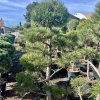 borovice černá ´Pompon´ (tvarovaná) lat. Pinus nigra ssp. nigra (austriaca)  tvarovaná zahradní bonsaj z odolné borovice