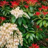 Pieris Mountain Fire – bílé květy a stálezelené listy