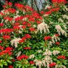 Pieris japonica Mountain Fire – keř s červeným rašením a bílými květy