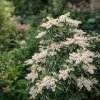 Pieris japonica ‘Variegata’ v zahradní výsadbě – stálezelený efekt