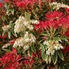 Pieris japonica ‘Variegata’ – panašované listy, červené přírůstky a bílé květy na jaře