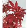 Acer palmatum Twombly's red sentinel4