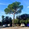 borovice halepská lat. Pinus halepensis  středomořská borovice pro chráněná stanoviště nebo nádoby