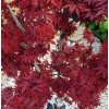 Acer palmatum Twombly's red sentinel