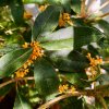 Osmanthus fragrans – husté květenství oranžových květů mezi lesklými stálezelenými listy