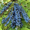 Plody mahonie střední Charity – modré bobule na větvi