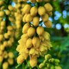 Detail žlutého květenství mahonie střední Charity