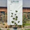 cesmína vroubkovaná ´Convexa´ lat. Ilex crenata  Stálezelený solitér