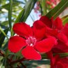 Červený květ oleandru Nerium oleander ‚Rosso‘ – detail květu s tmavě zelenými listy