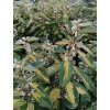 elaeagnus ebbingei limelight3