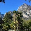 Trachycarpus fortunei - vzrostlé exempláře v Riva del Garda (Itálie)
