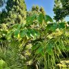 Arálie papírodárná lat. Tetrapanax papyrifer  Monumentální exotická rostlina s obřími listy pro tropickou atmosféru zahrady