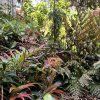 Leucothoe Halloween - ve skupinové výsadbě