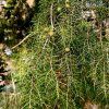 Jalovec tuhý lat. Juniperus rigida syn. chrámový jalovec