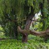 Jalovec tuhý lat. Juniperus rigida syn. chrámový jalovec